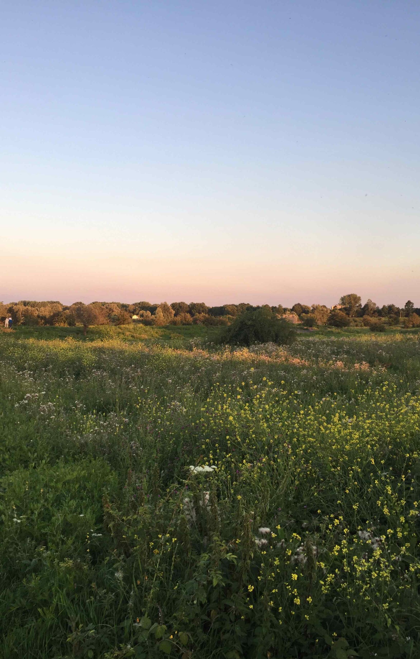 A green flowery meadow in the sunset