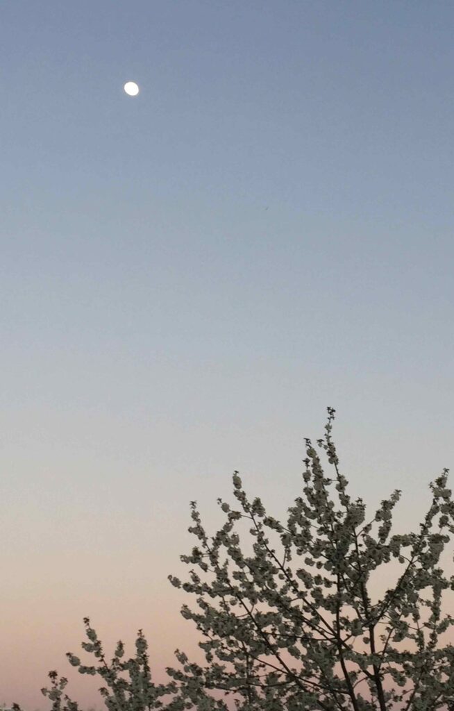 The moon above a blossoming cherry tree in the sunset